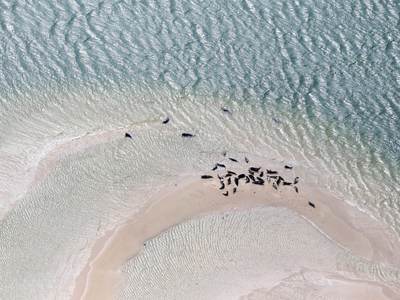 Luchtfoto van zeehonden op de razende bol. Foto: RWS