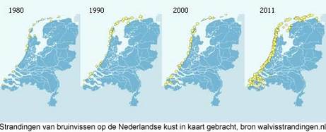 Strandingen van bruinvissen op de Nederlandse kust in kaart gebracht, bron walvisstrandingen.nl