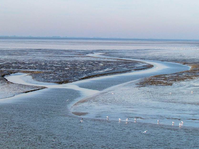 Geulen en platen in de Waddenzee