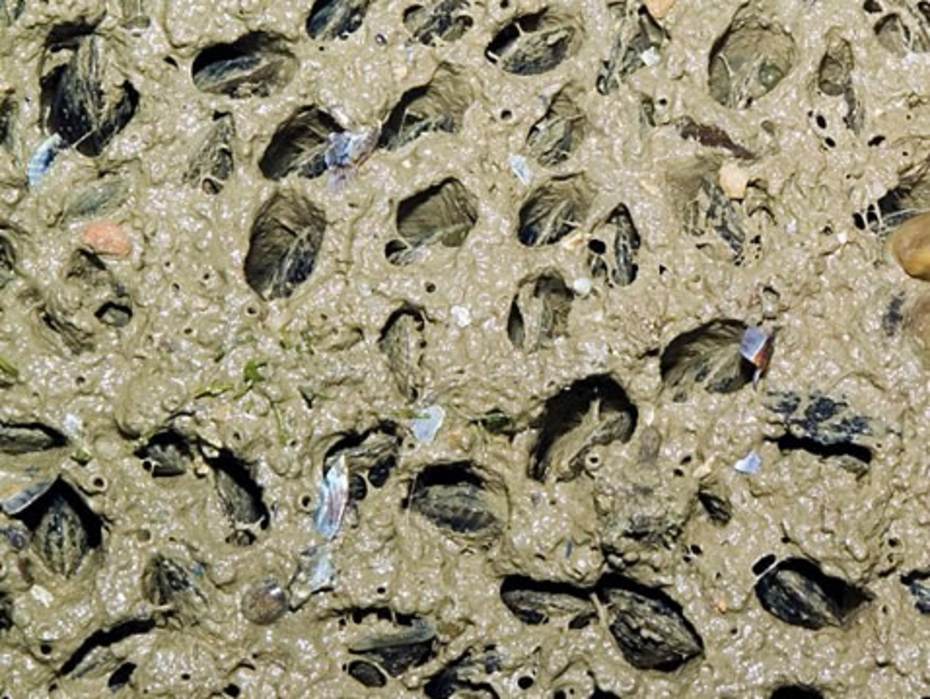 Mat van Japanse mossels bedekt met sediment. Foto: Ria Tan