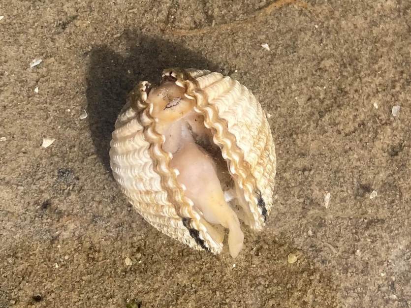 Dode kokkel op het wad. Foto: TS