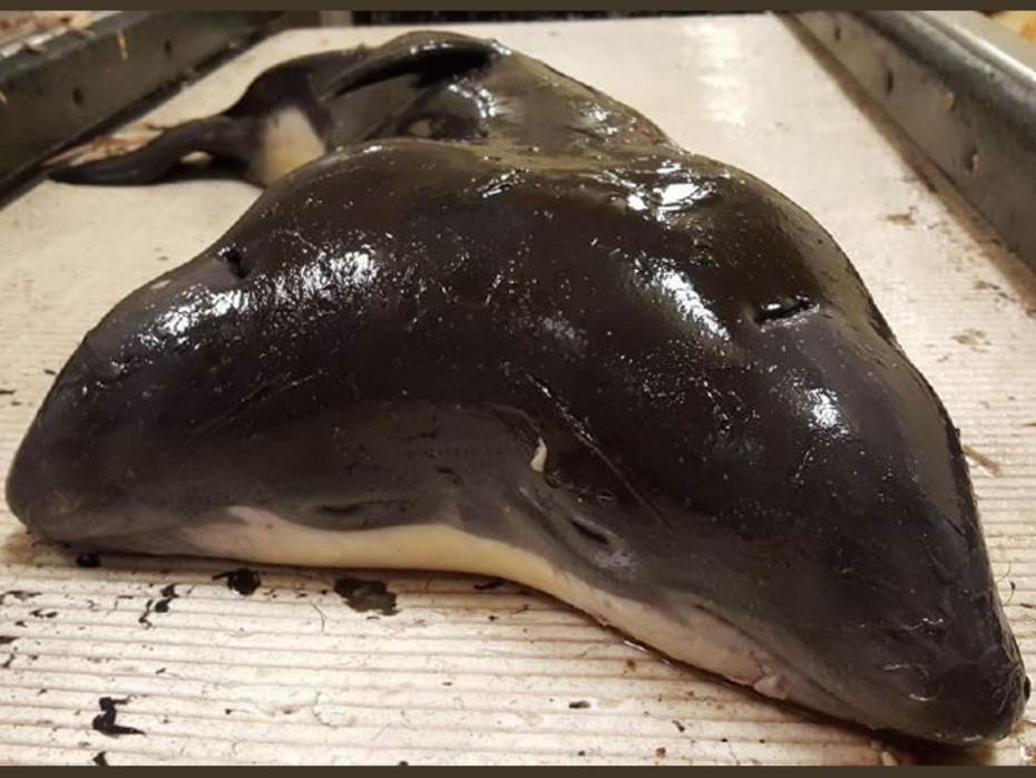 Opgeviste tweekoppige bruinvis. Foto: Henk Tanis, via Kompanje et al. (2017)