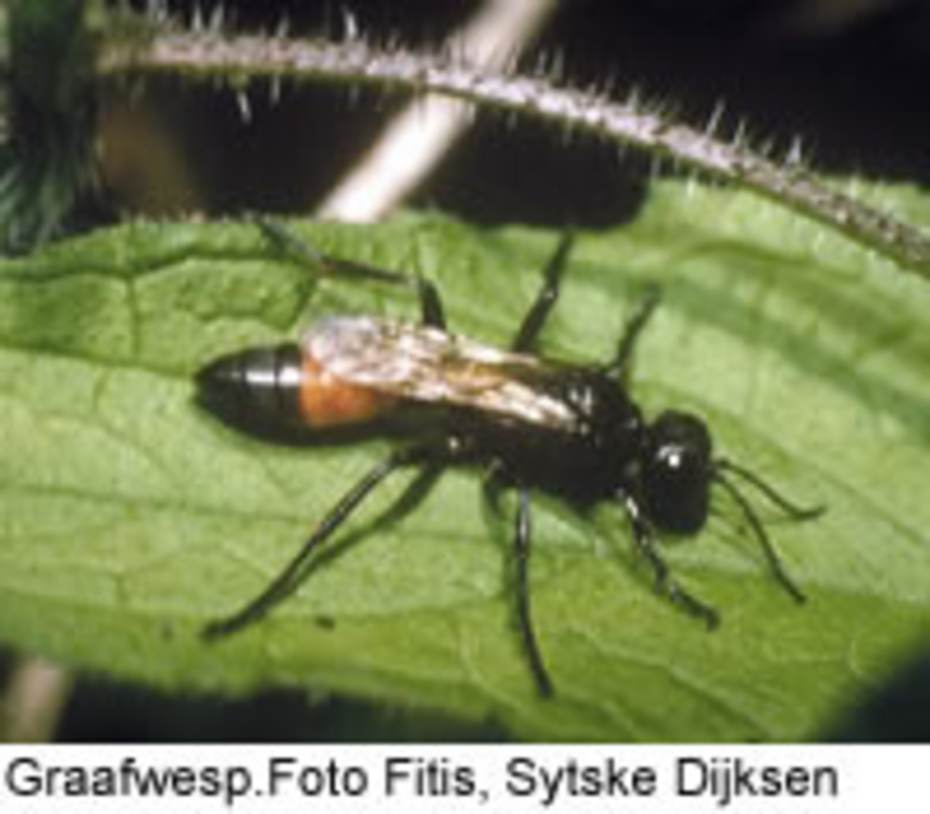 Graafwesp. Foto: Foto Fitis Sytske Dijksen