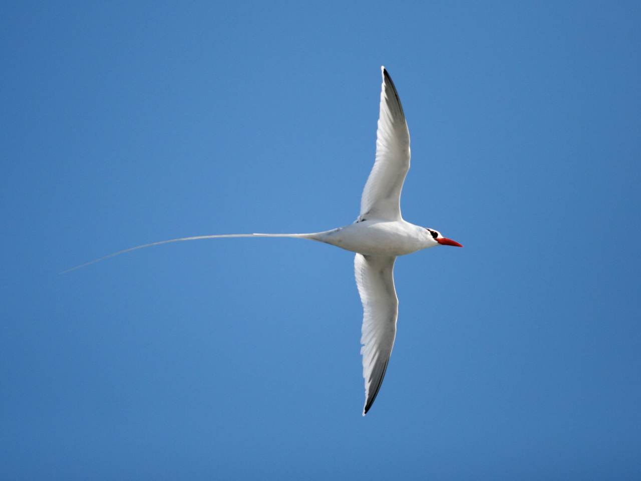 Vliegende roodsnavelkeerkringvogel. Foto: Wikimedia Commons. 