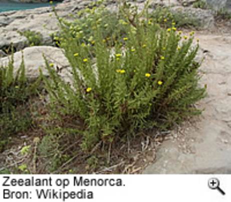 Zeealant op Menorca. Bron: Wikipedia