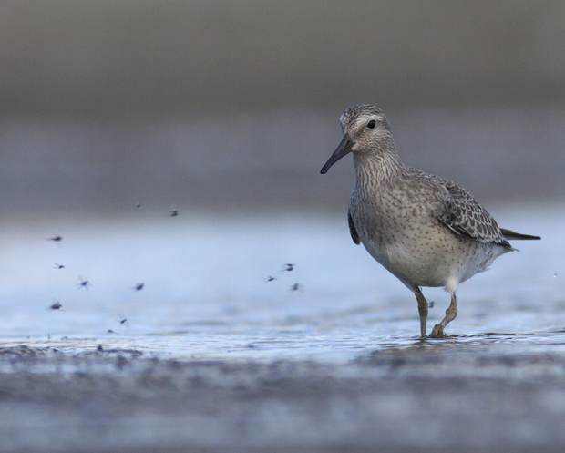 Kanoet. Foto: Mark Zekhuis