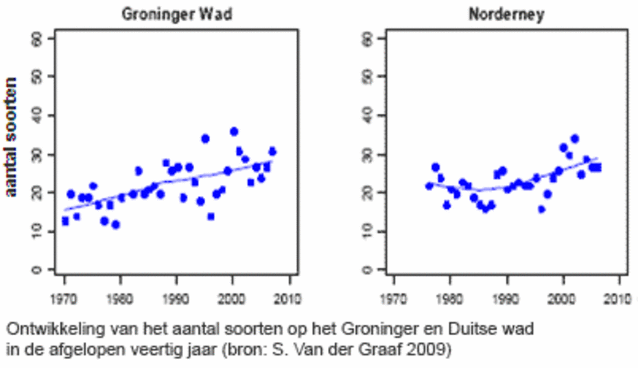 Figuur: Ontwikkeling van het aantal soorten op het Groninger en Duitse wad in de afgelopen veertig jaar (bron: S. Van der Graaf 2009)