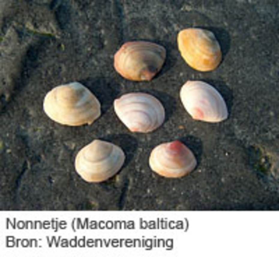 Nonnetje (Macoma balthica). Bron: Waddenvereniging