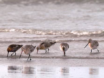 Rosse grutto's foeragerend in de vloedlijn. Foto: Saxifraga-Piet Munsterman