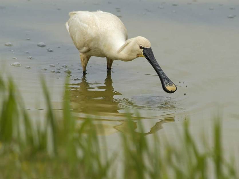 Lepelaar. Foto: Piet Munsterman via freenatureimages.