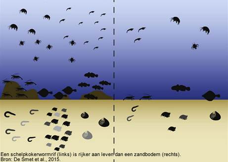 Een schelpkokerwormrif (links) is rijker aan leven dan een zandbodem (rechts). Bron: De Smet et al., 2015.