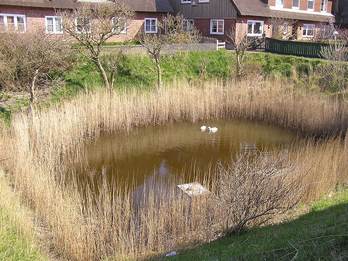 Een Fehting op de Hallig Gröde. Bron: Wikipedia.