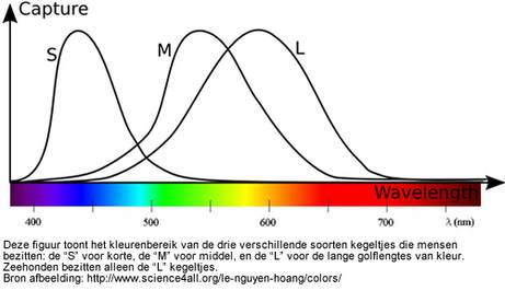 Deze figuur toont het kleurenbereik van de drie verschillende soorten kegeltjes die mensen bezitten: de “S” voor korte, de “M” voor middel, en de “L” voor de lange golflengtes van kleur. Zeehonden bezitten alleen de “L” kegeltjes.  Bron af