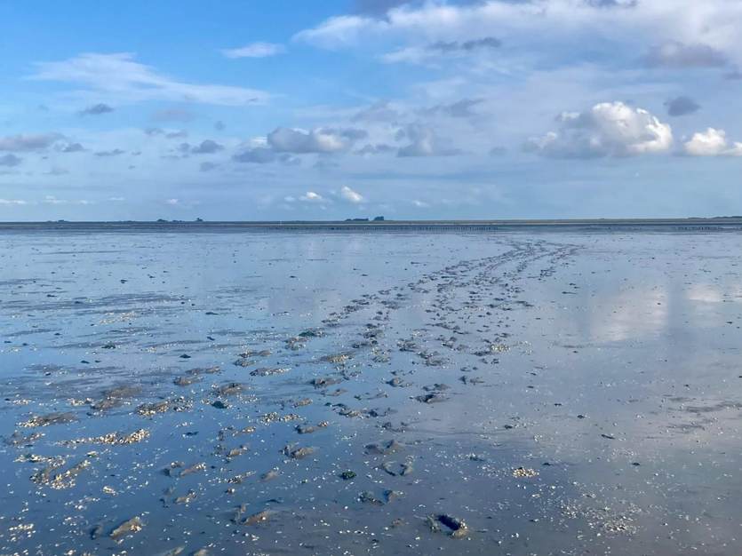 Drooggevallen Wad. Foto: Jorien Bakker
