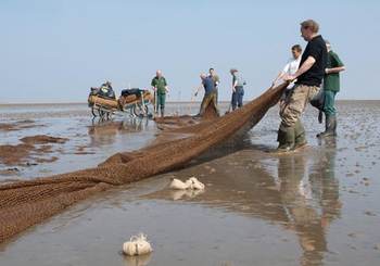 De onderzoekers van Waddensleutels aan het werk. Foto: Natuurmonumenten.