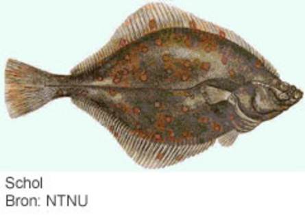 Schol. (Bron: NTNU)