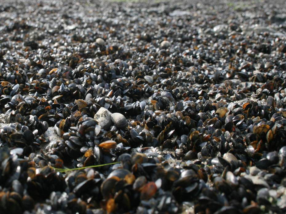 Mosselbank bij Texel. Foto: Oscar Bos