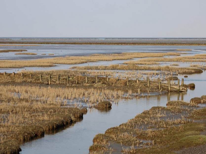 Kwelderwerken aan de Groninger noordkust. Foto: TS