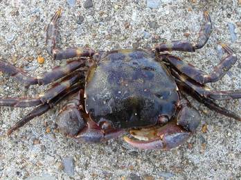Blaasjeskrab, Hemigrapsus_sanguineus. Bron: Wikimedia