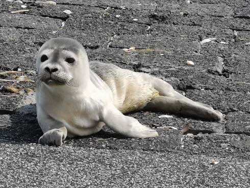 Young harour seal. Photo: AB