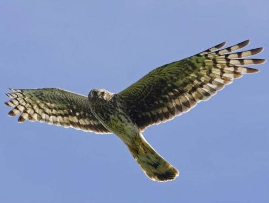 Blauwe kiekendief (foto: Johan Krol) 