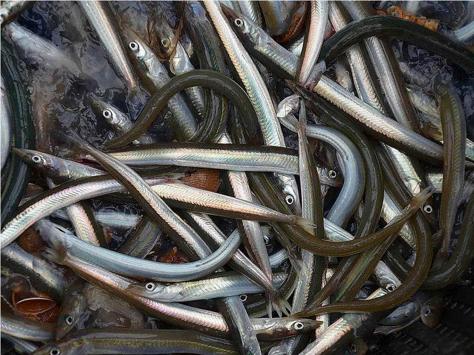 Zandspiering. Foto: Wikimedia