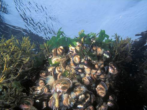 Onder water leven in de Waddenzee. Foto: Eric Gibcus-Saxifraga