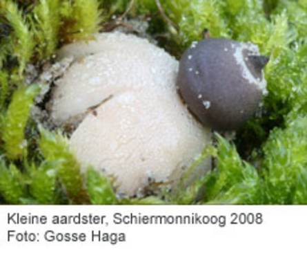 Kleine aardster, Schiermonnikoog 2008. Foto: Gosse Haga