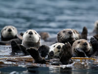 De zeeotterpopulatie in Alaska herstelde dankzij effectieve beheermaatregelen