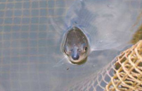 Spyhoppende houting in het net van een zegenvisser op het IJsselmeer. Bron: IMARES.