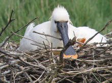 Volwassen Lepelaar met zeer klein jong op het nest (T. Lok, www.werkgroeplepelaar.nl)