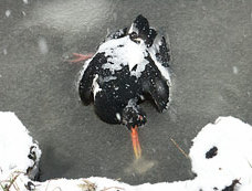 Dode scholekster in het ijs. Bron: E. Boode-van der Burgt, vroegevogels.vara.nl