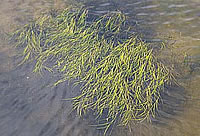 Groot zeegras in de waddenzee (www.zeeinzicht.nl)