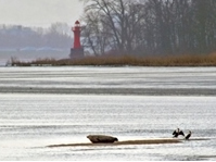 Zeehond in de Elbe. Foto: E.J. Herrmann