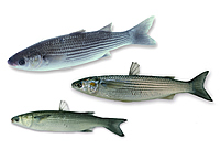Drie soorten Harder. Bron: Sportvisserij Nederland