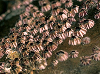 Zeepokken van de soort Balanus amphitrite