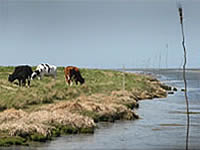 Door koeien begraasde kwelder in Noordpolderzijl. Bron: Henk Postma
