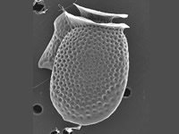 Dinophysis acuminate, de meest voorkomende soort in Waddenzee en Deltawateren, onder de electronenmicroscoop. Foto Gert Hansen via http://www.marinespecies.org/