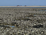 Een uitgestrekte oesterbank bij het Duitse Waddeneiland Sylt. Foto: Christiaan Buschbaum