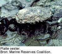 Platte oester. Bron: Marine Reserves Coalition.