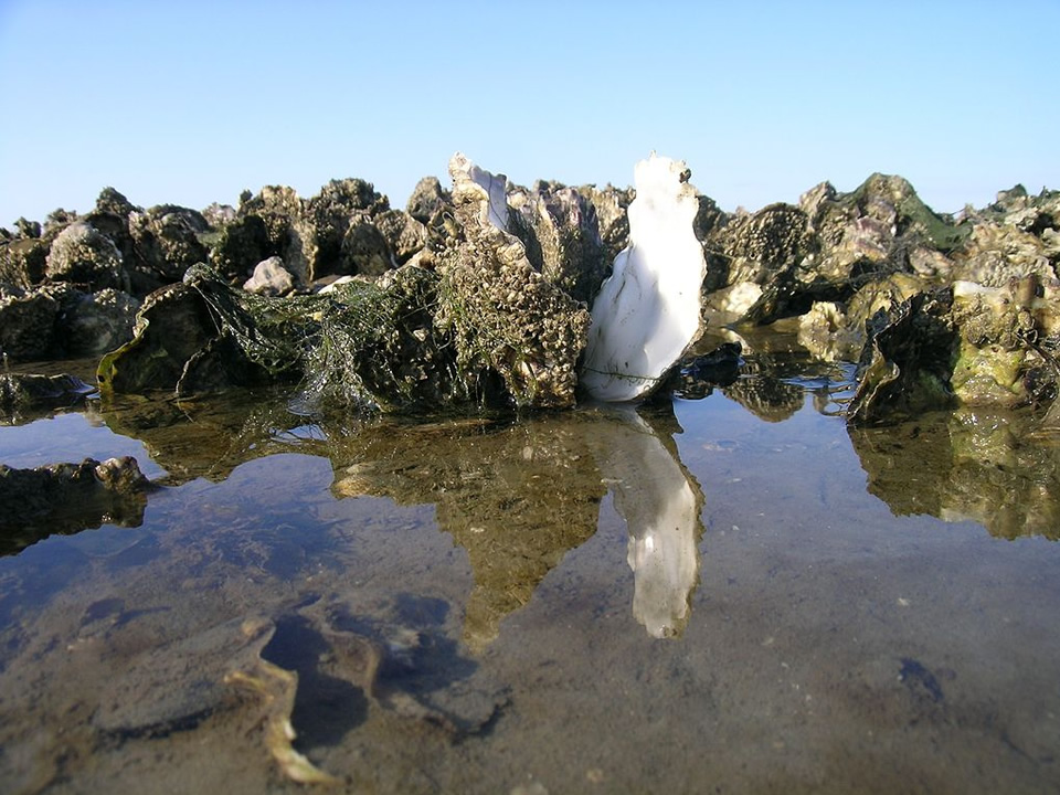 Japanse oesters in de Waddenzee. Foto: Ecomare (via Wikimedia)