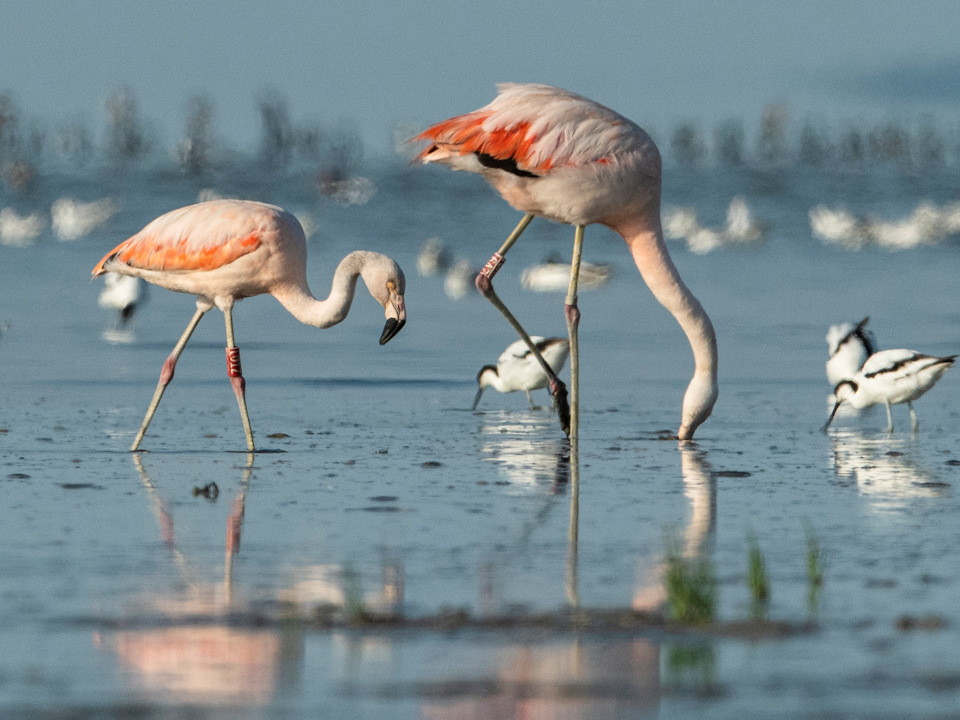 Zijn de poten grijs met roze knieën dan betreft het de Chileense flamingo. Foto: Henk Postma