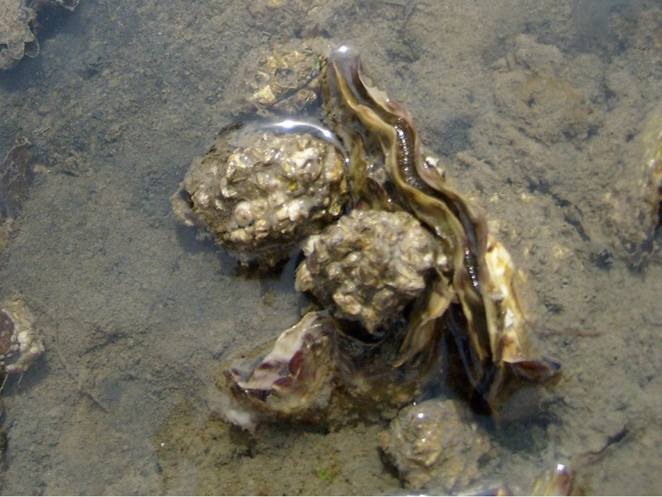 Japanse oesters in de Waddenzee. Foto: Wikimedia