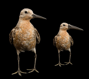 De kanoet zoals hij er nu uitziet (links), en een overdreven projectie hoe de kanoet er in de toekomst uit zou kunnen zien (rechts): kleiner, maar met behoud van de relatieve lange snavel (© Jan van Gils).