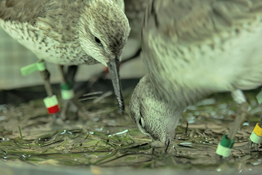 Kanoeten op zoek naar schelpdieren in de wadbodem met zeegras in de experimentele set-up in het vogelexperimenteercentrum van het NIOZ. Foto: Jeroen Onrust