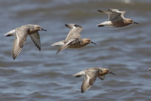 Kanoetstrandlopers. Foto Jan van de Kam.