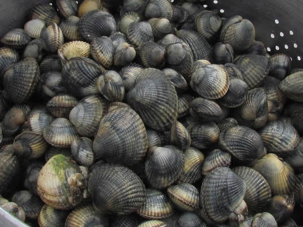 Kokkels
