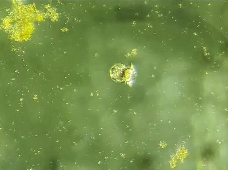 Oesterlarven, still uit filmpje NIOZ