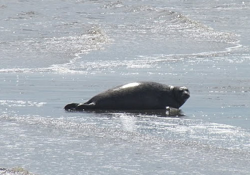 Zeehond in de Eems-Dollard. Foto: Waddenacademie.