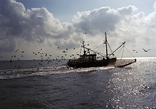 Garnalenvisser op de Waddenzee. Foto: https://beeldbank.rws.nl, Rijkswaterstaat / Henri Cormont